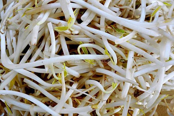 绿豆芽炒火腿的做法图解1