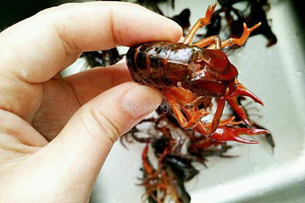 油焖小龙虾的做法图解1