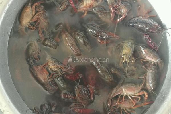 红烧小龙虾的做法图解1