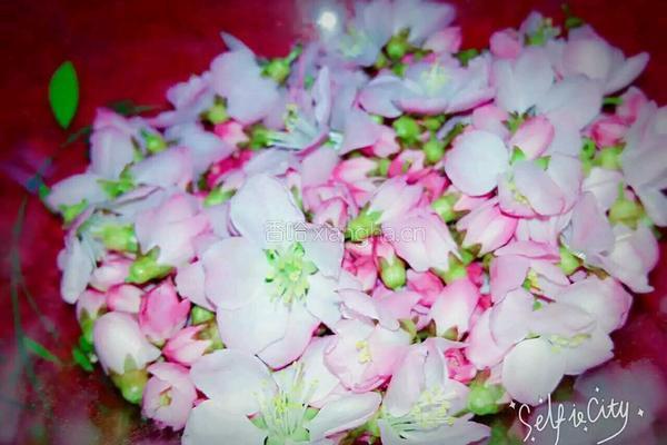 桃花茶的做法图解2