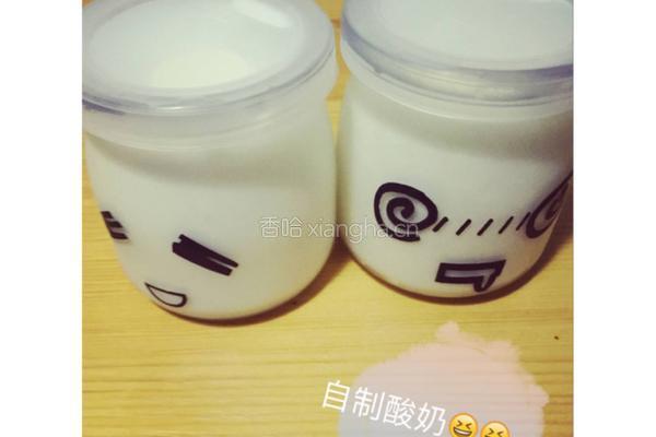 自制老酸奶
