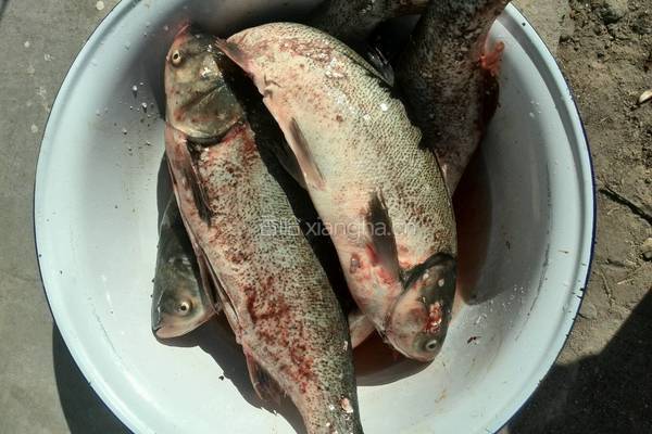 鲢鱼炖豆腐的做法图解1