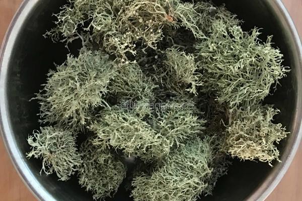 凉拌树花的做法图解1