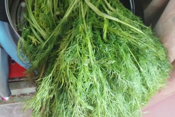 茴香肉水饺的做法图解1