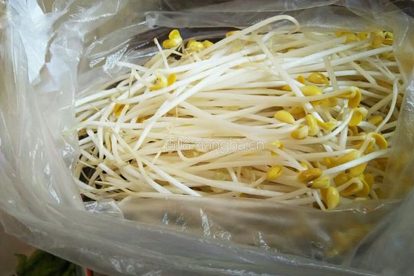 凉拌豆芽的做法图解1