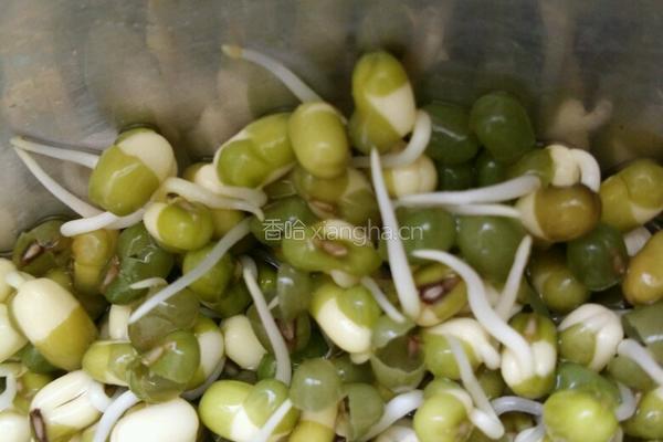生绿豆芽的做法图解2