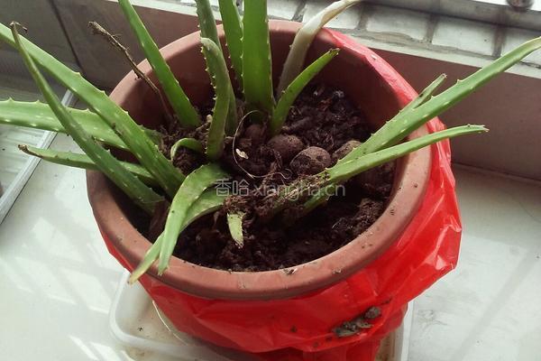 自制芦荟茶的做法图解1
