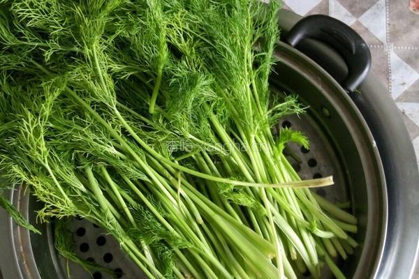 茴香饺子的做法图解1