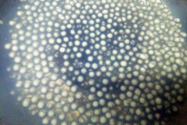芒果牛奶西米露的做法图解2