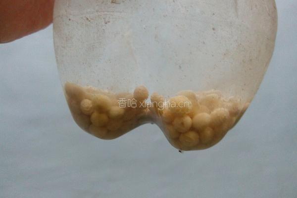 自发黄豆芽的做法图解1