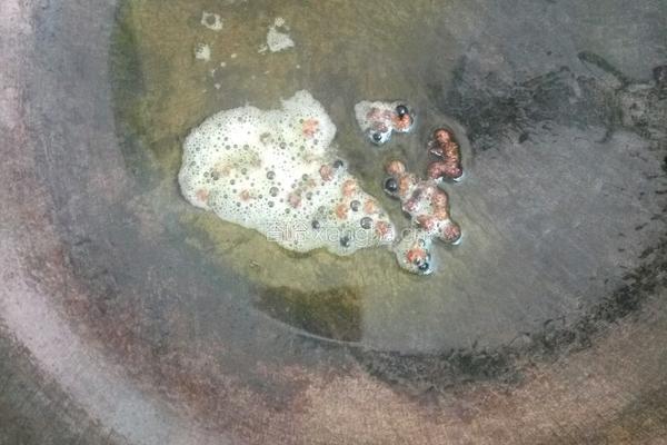 爆炒卷心菜的做法图解3