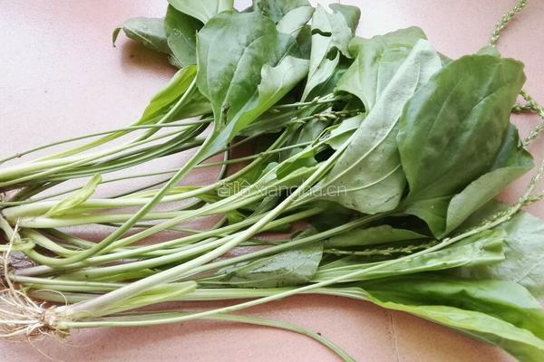 枸杞大枣车前草汤的做法图解1