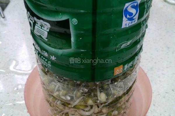 自制绿豆芽的做法图解5