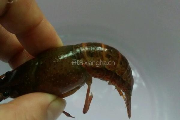 口味龙虾尾的做法图解2