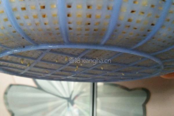 自发黄豆芽的做法图解6