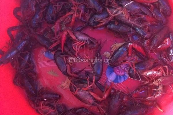 红烧小龙虾的做法图解1