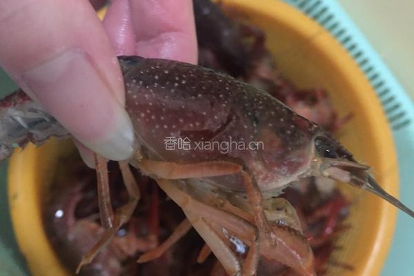 十三香小龙虾的做法图解5