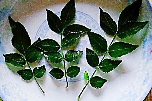 花椒叶煎饼的做法图解1