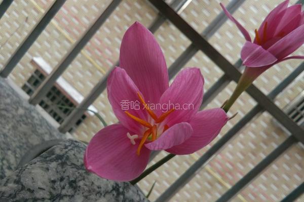 西兰花炒虾仁的做法图解3
