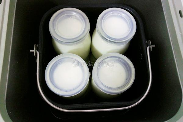 自制醇香酸奶的做法图解8