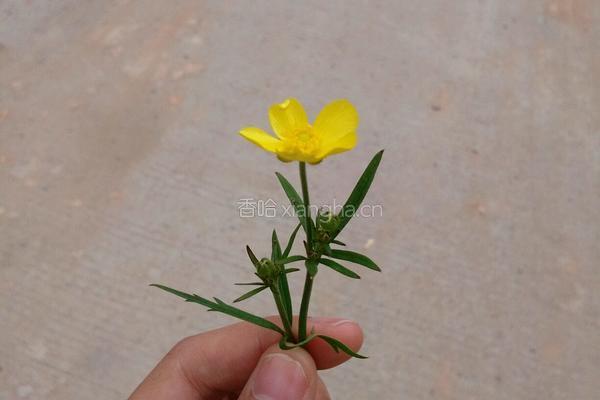 青瓜汁的做法图解3