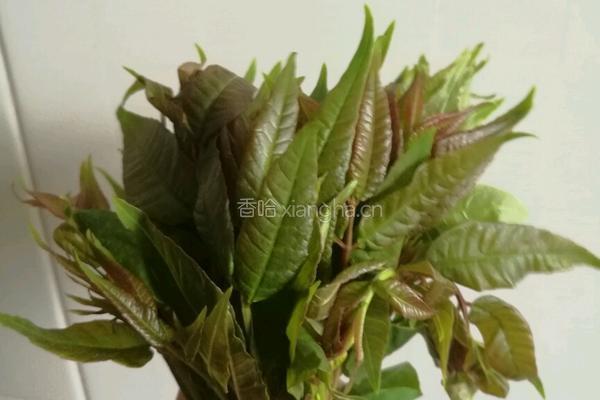 香椿煎焖鸡蛋的做法图解1
