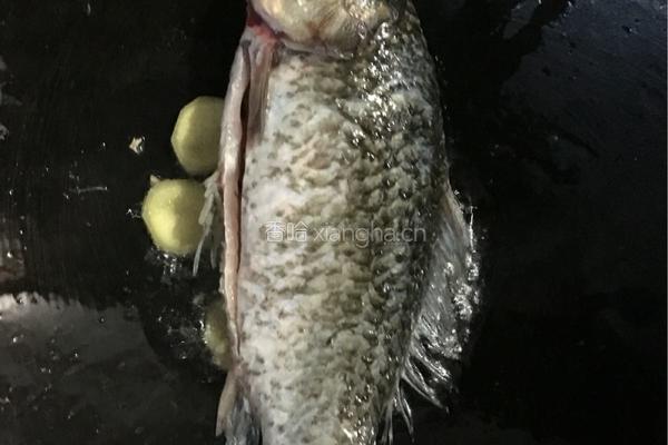 鲫鱼苦瓜豆腐汤的做法图解3