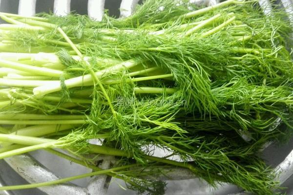 茴香猪肉馅饼的做法图解1