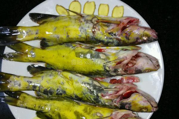 黄刺鱼焖豆腐的做法图解1