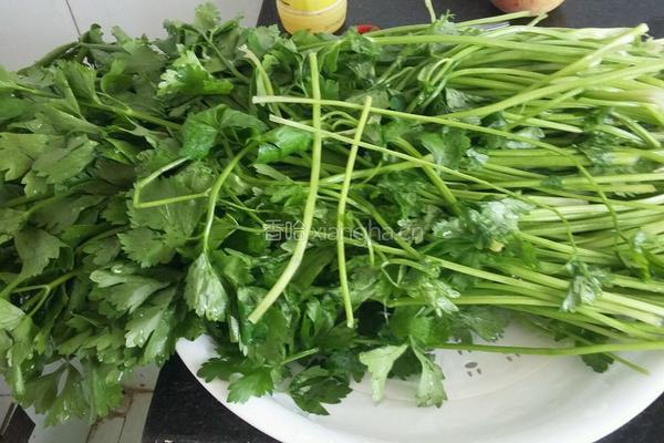 毛芹菜馅饺子的做法图解5