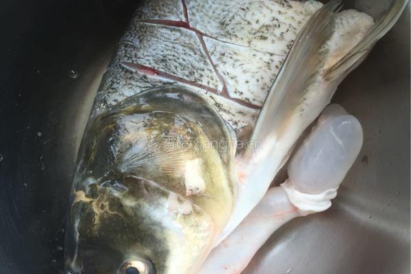 香鲜鱼头豆腐汤的做法图解1