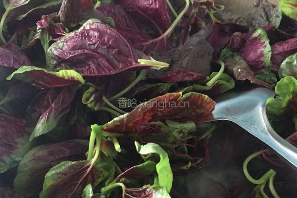 蒜泥苋菜的做法图解4