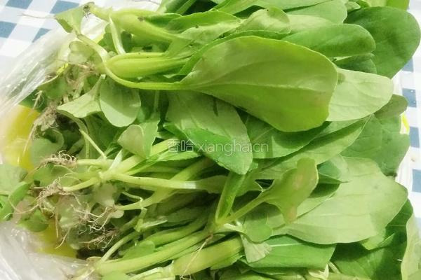 鸡毛菜炒百叶丝的做法图解1