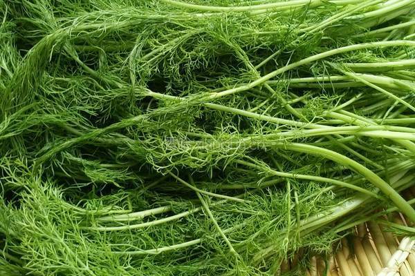 茴香素馅煎包包的做法图解1