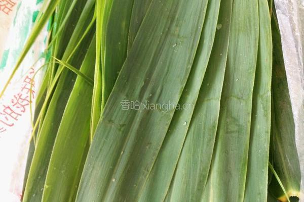 蜜枣粽子的做法图解1