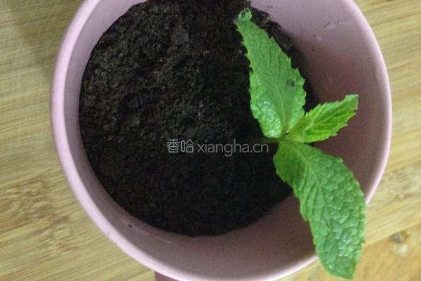 酸奶盆栽的做法图解5