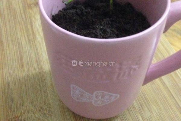 酸奶盆栽的做法图解6