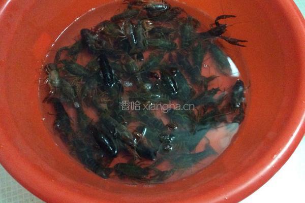 麻辣小龙虾的做法图解1
