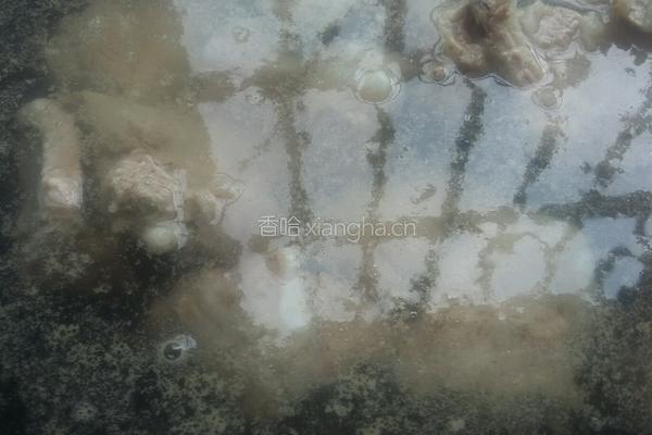 排骨冬瓜玉米汤的做法图解4
