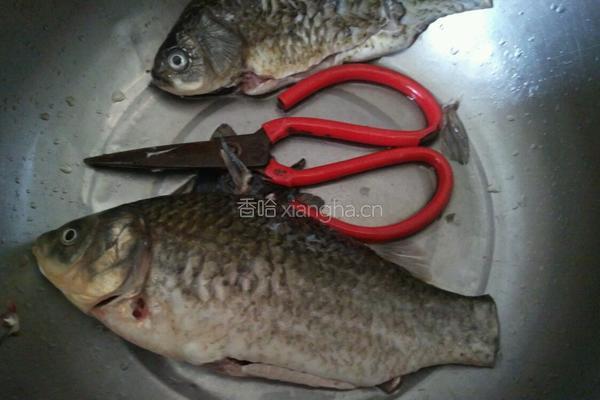 红烧鲫鱼豆腐汤的做法图解1