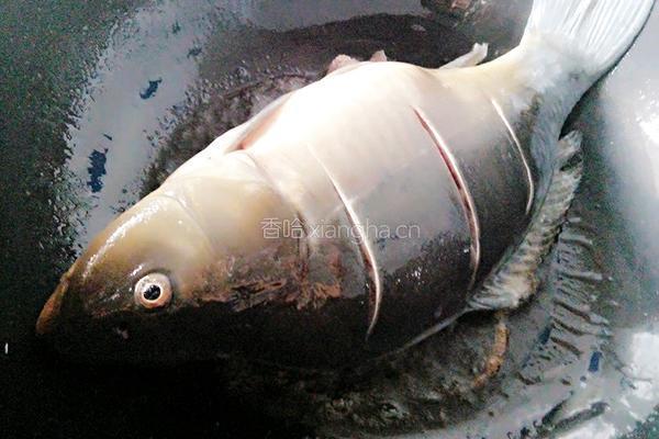 啤酒烧鲤鱼的做法图解4