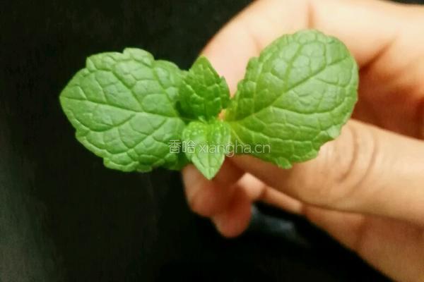 水果酸奶木糠杯的做法图解9