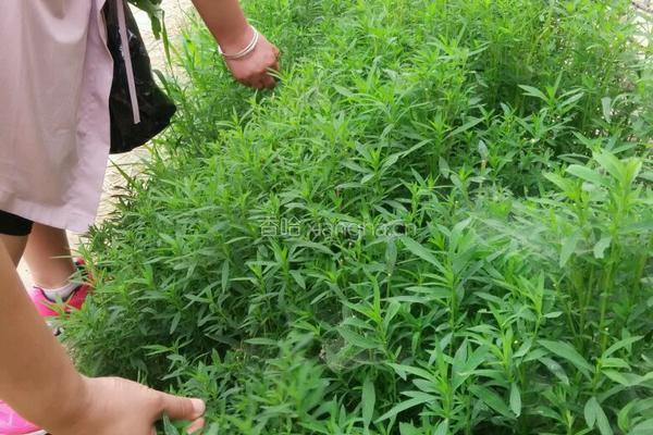 蒸野菜(扫帚苗子)的做法图解1