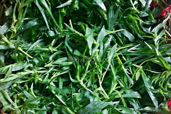 蒸野菜(扫帚苗子)的做法图解3