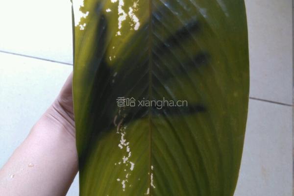 瘦肉粽子的做法图解3