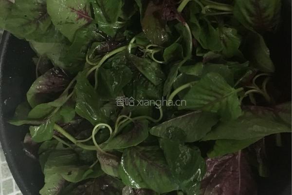 蒜茸红苋菜的做法图解5