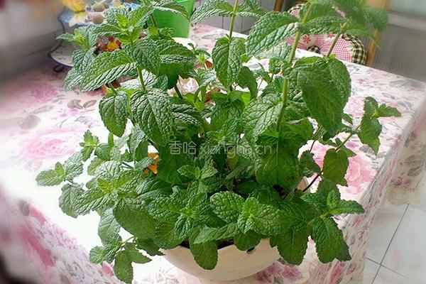 柠檬薄菏蛋饼的做法图解1