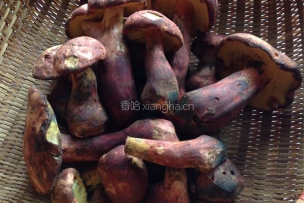 炒牛肝菌（见手青）