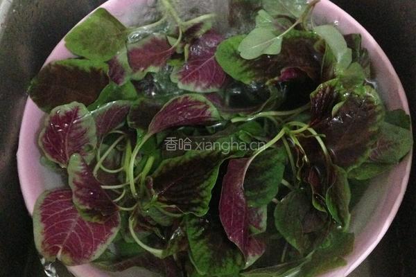 蒜炒苋菜的做法图解2
