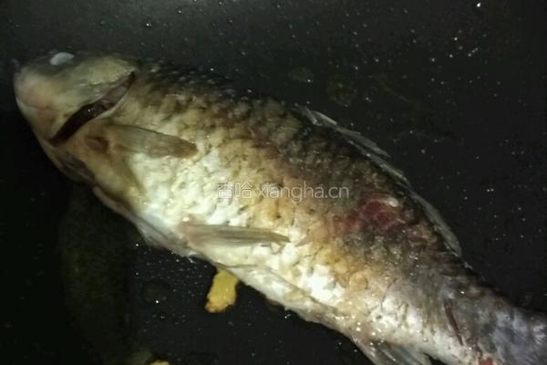 鲫鱼豆腐汤的做法图解4
